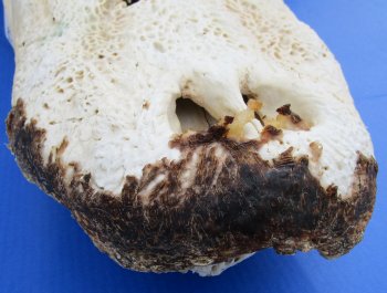  Real Florida Alligator Skull, 24 inches