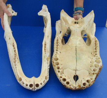  Real Florida Alligator Skull, 24 inches