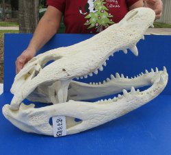 B-Grade Real Florida Alligator Skull, 27 inches