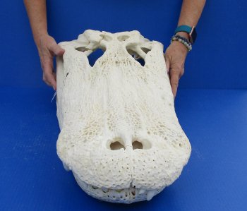 B-Grade Real Florida Alligator Skull, 27 inches