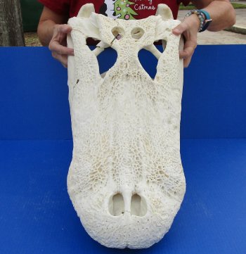 B-Grade Real Florida Alligator Skull, 27 inches