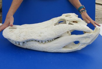 B-Grade Real Florida Alligator Skull, 27 inches