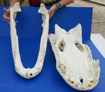 B-Grade Real Florida Alligator Skull, 27 inches