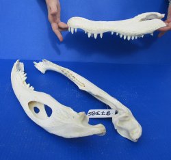  Real Florida Alligator Skull, 20 inches