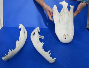  Real Florida Alligator Skull, 20 inches