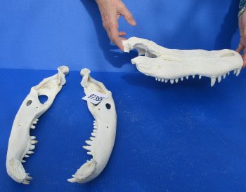  Real Florida Alligator Skull, 20 inches