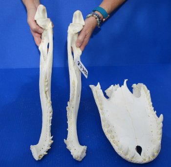  Real Florida Alligator Skull, 20 inches