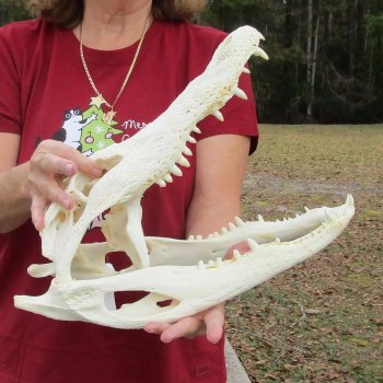 B-Grade Real Florida Alligator Skull, 17 inches