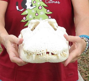 B-Grade Real Florida Alligator Skull, 17 inches