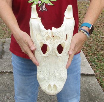 B-Grade Real Florida Alligator Skull, 17 inches