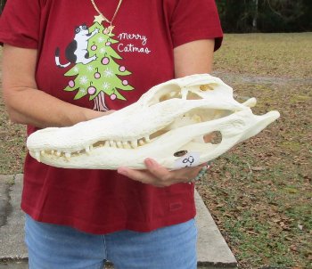 B-Grade Real Florida Alligator Skull, 17 inches