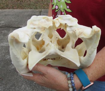 B-Grade Real Florida Alligator Skull, 17 inches