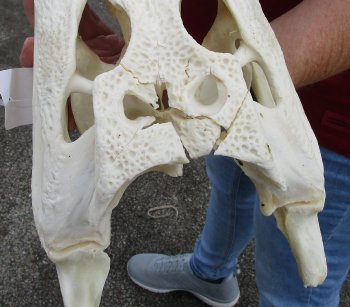 B-Grade Real Florida Alligator Skull, 17 inches