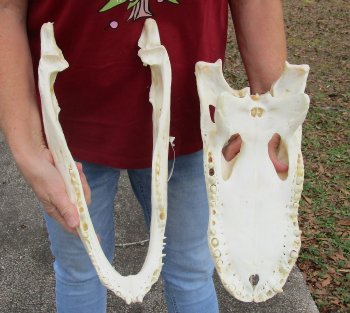 B-Grade Real Florida Alligator Skull, 17 inches
