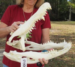  Real Florida Alligator Skull, 20-1/2 inches