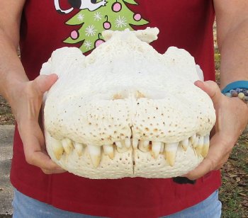  Real Florida Alligator Skull, 20-1/2 inches