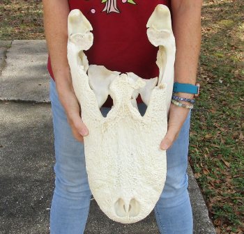  Real Florida Alligator Skull, 20-1/2 inches