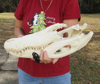  Real Florida Alligator Skull, 20-1/2 inches