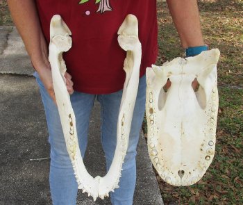  Real Florida Alligator Skull, 20-1/2 inches