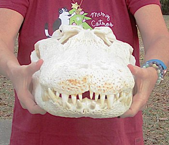 Real Florida Alligator Skull, 22-1/2 inches