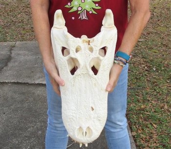  Real Florida Alligator Skull, 22-1/2 inches