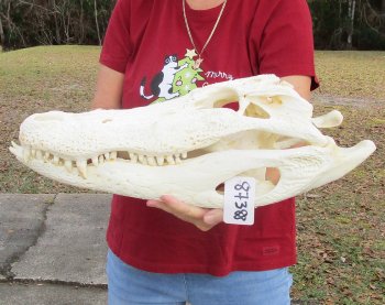  Real Florida Alligator Skull, 22-1/2 inches