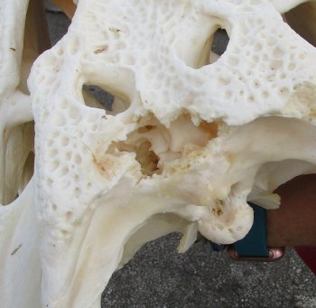  Real Florida Alligator Skull, 22-1/2 inches