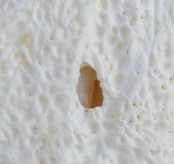  Real Florida Alligator Skull, 22-1/2 inches