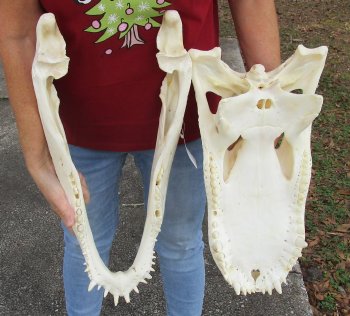  Real Florida Alligator Skull, 22-1/2 inches