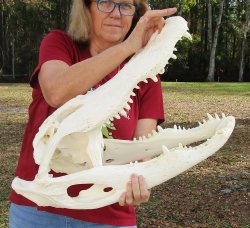 Real Florida Alliga...