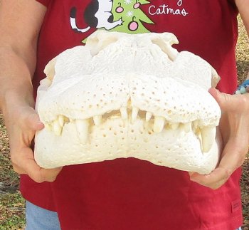  Real Florida Alligator Skull, 25-1/2 inches