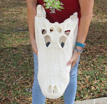  Real Florida Alligator Skull, 25-1/2 inches