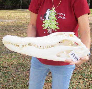  Real Florida Alligator Skull, 25-1/2 inches