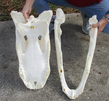  Real Florida Alligator Skull, 25-1/2 inches