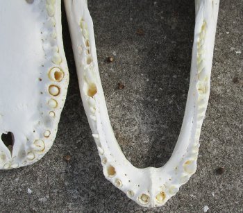  Real Florida Alligator Skull, 25-1/2 inches