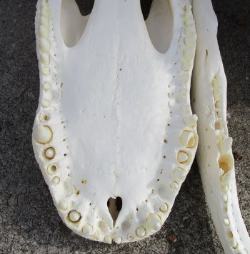  Real Florida Alligator Skull, 25-1/2 inches