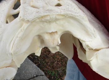  Real Florida Alligator Skull, 25-1/2 inches