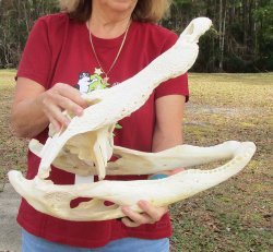  Real Florida Alligator Skull, 20 inches