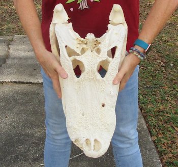  Real Florida Alligator Skull, 20 inches