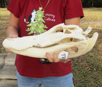  Real Florida Alligator Skull, 20 inches