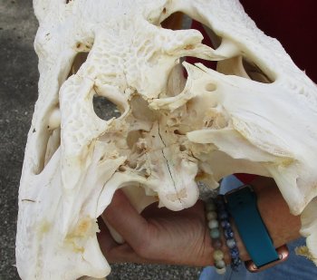  Real Florida Alligator Skull, 20 inches