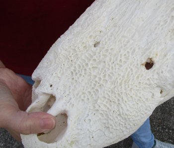  Real Florida Alligator Skull, 20 inches