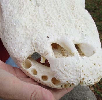  Real Florida Alligator Skull, 20 inches