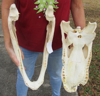  Real Florida Alligator Skull, 20 inches