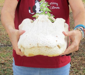  Real Florida Alligator Skull, 22 inches