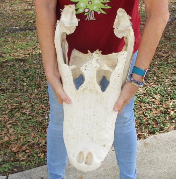  Real Florida Alligator Skull, 22 inches