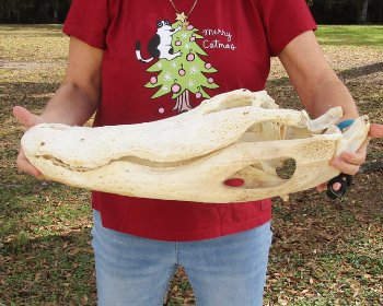  Real Florida Alligator Skull, 22 inches