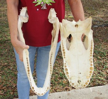  Real Florida Alligator Skull, 22 inches