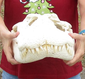  Real Florida Alligator Skull, 22 inches