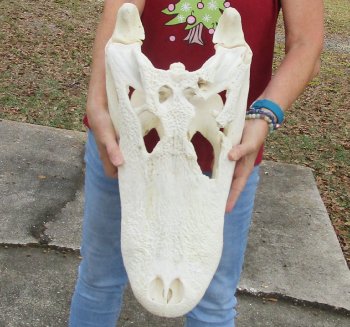  Real Florida Alligator Skull, 22 inches